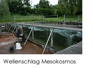 Wellenschlag Mesokosmos der Universität Konstanz. Eva Lages zeichnet das Verhalten der Maifische mit Hilfe eines Laptops auf. Foto. P.Beeck