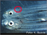 Position of the ear stones (otoliths) in the allis shad larvae