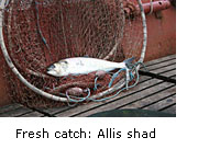 Fresh catch: Allis shad