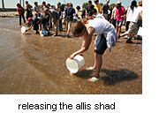 Schoolchildren releasing the allis shad. Photograph: E. Braun