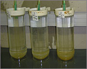 Incubation of fertilized eggs in special incubation jars