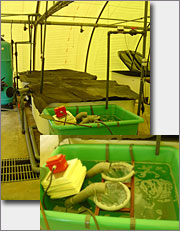 La reproduction se déroule naturellement dans les bacs de stockage.<br />Bacs de stockage (à gauche) et piège à œufs (à doite).