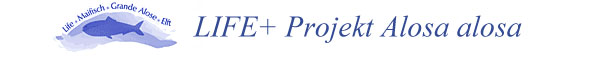 Logo des Projekts Maifisch