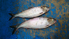 Bei den Kontrollbefischungen bei Bislich am Niederrhein nachgewiesene Maifische