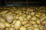 als Abfall deklarierte Kartoffen; Bild: LANUV