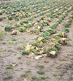 Bild eines Wirsingfeldes, die Ernte wird liegengelassen
